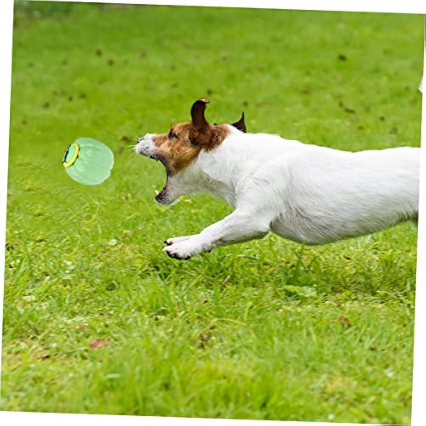 Pet Toy and Squeaker Training Ball